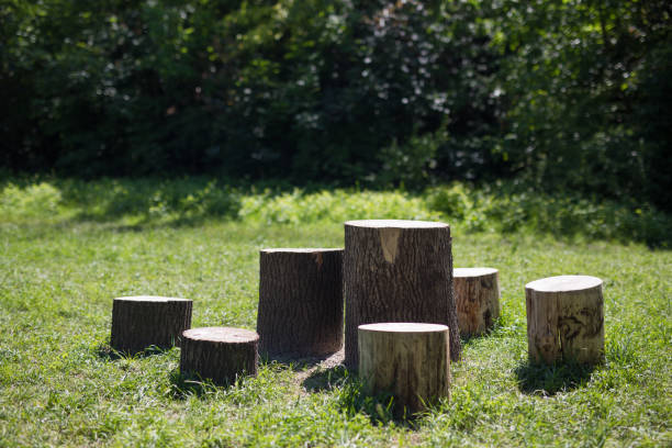 istock Tree stumps, Indian village in Krakow in Poland 1326536837