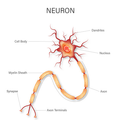 Neuron anatomy diagram isolated on white background. vector illustration.