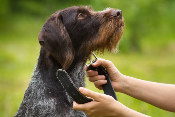 istock the owner putting the collar on the dog 1326537433