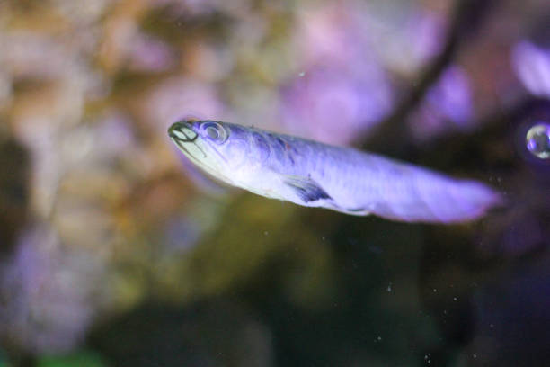 istock Arowana fish was die 1326540150