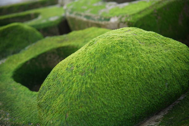Colorful mossy on the beach in central Vietnam