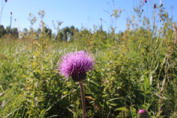 istock bright pink flowers prickly weeds with thorns in the grass burdock 1326541810