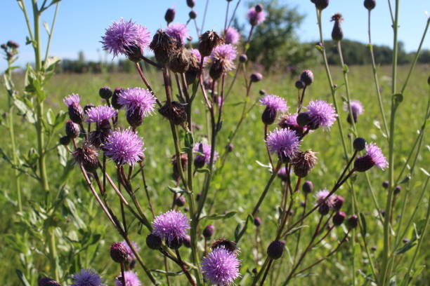 istock bright pink flowers prickly weeds with thorns in the grass burdock 1326541872