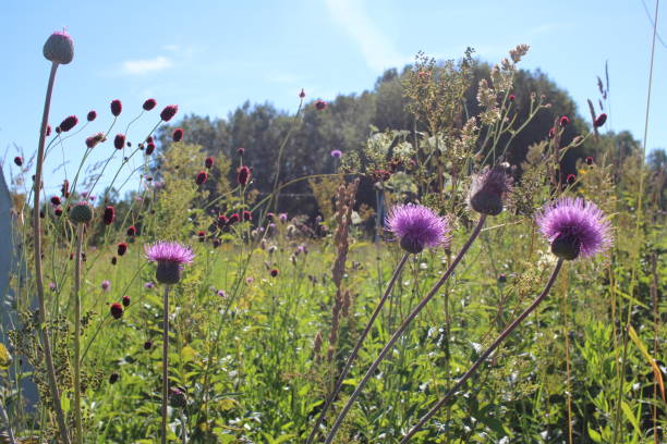 bright pink flowers prickly weeds with thorns in the grass burdock
