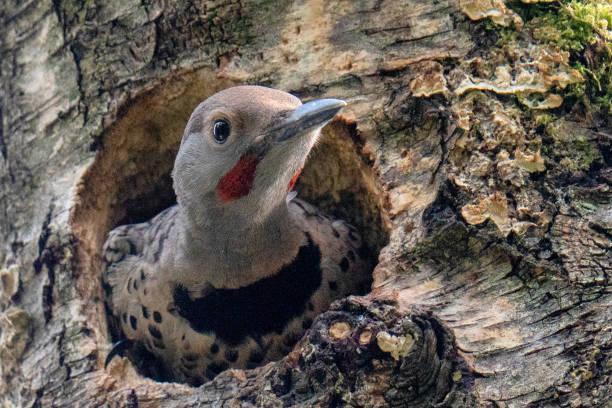 istock Northern Flicker bird juts out from its nest 1326543358