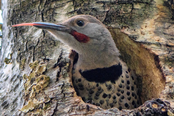 Detailed image of Northern Flicker with its beak