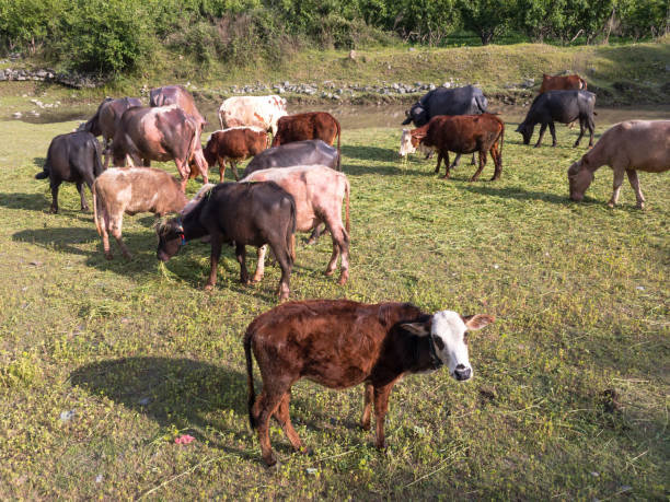 istock cows and buffaloes eating grass outside 1326544198