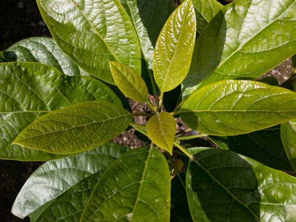 istock Avocado plant closeup view from top 1326544293