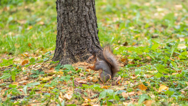 istock Autumn squirrel on green grass with fallen yellow leaves 1326544297