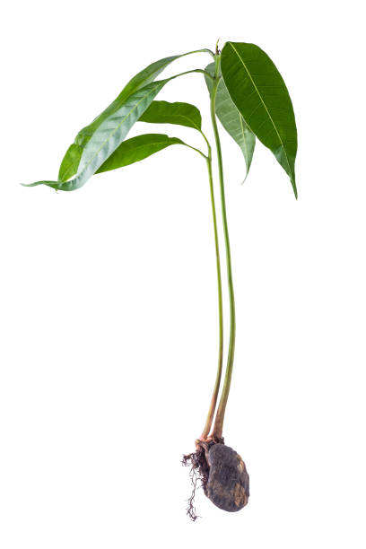 istock mango tree plant from a seed or seedling, growing seed isolated on white background 1326545010