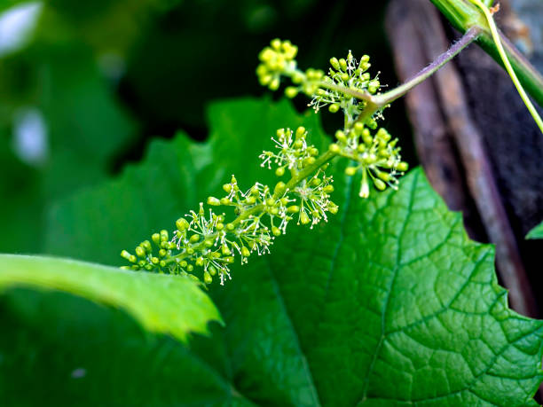 istock grape flowers on a branch in the garden, macro 1326545203