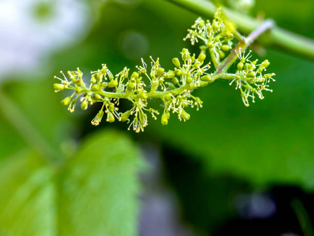 istock grape flowers on a branch in the garden, macro 1326545214