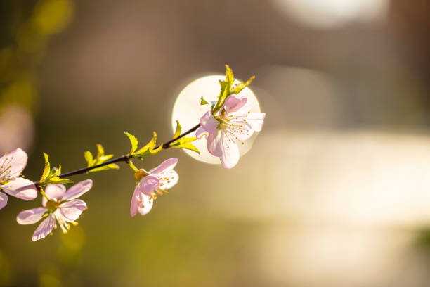 In spring, the plum trees bloom, Peach blossoms in bloom