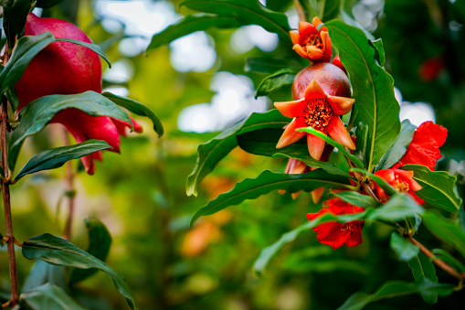 pomegranate flower transforming to fruit, red color, on plant tree outdoor