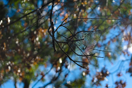 Close-up of spider web in meadow grass