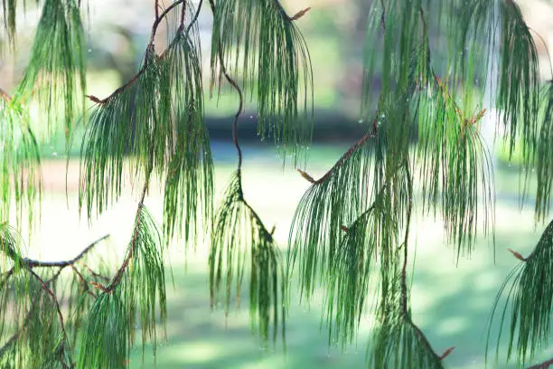 Photo of Australian Pine (beefwood) branches