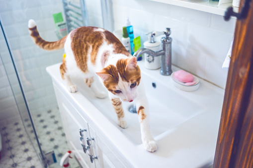 Domestic cat exploring bathroom (Motion Image)
