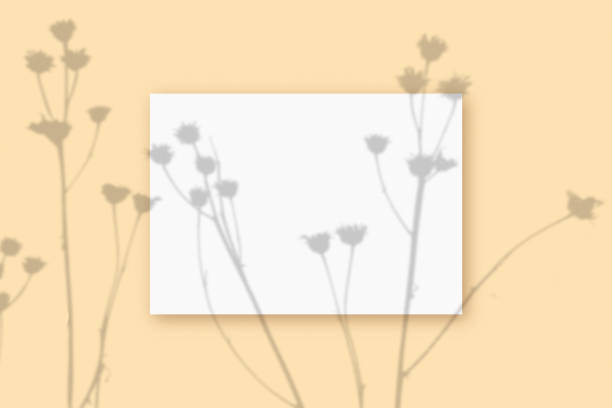 istock Natural light casts shadows from the plant on a rectangular sheet of white A4 paper lying on a beige textured background. Mockup 1326550975