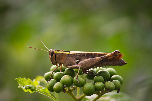 Grasshopper on a plant, searching for food.