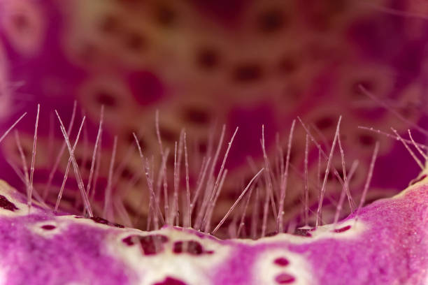 Inside of the foxglove blossom
