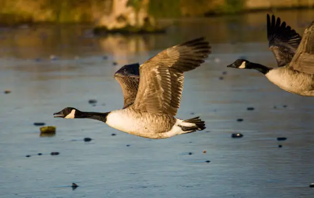 Photo of Canada geese flying across a pond in London, UK