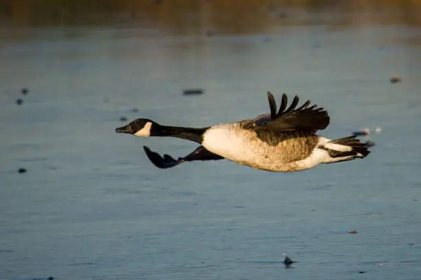 Photo of Canada geese flying across a pond in London, UK