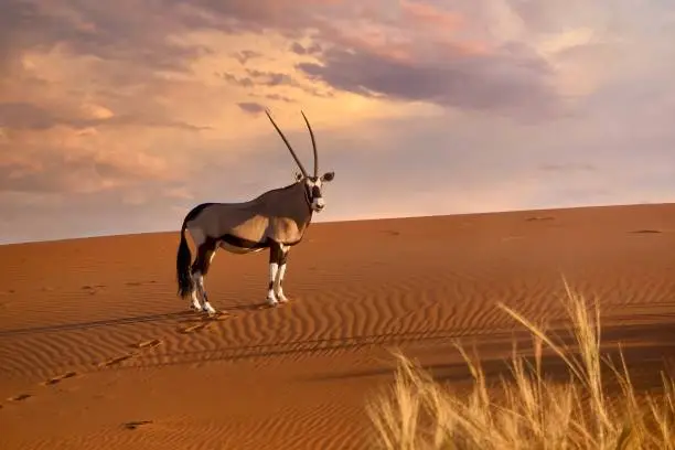 Side view of a beautiful oryx (Oryx gazella) standing near the ridge of a red sand dune as the sunset adds glowing color to the background clouds, turning its head toward the camera, in the Namib Desert, Namibia.