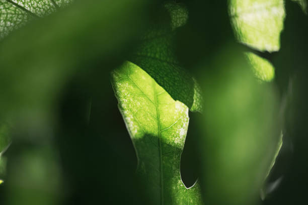 istock Close-up of a fig tree plant seen at night 1326553720