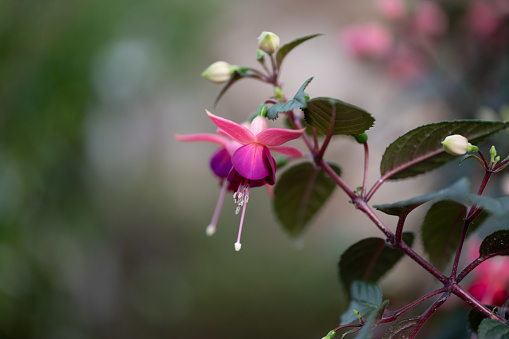 Blooming pink fuchsia flower on a green background macro photography in a summertime.  Small garden flower with white and pink petals in a sunlight closeup photo.