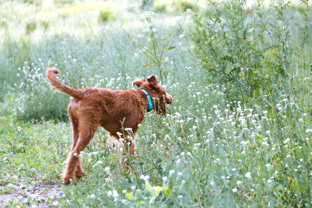 若い国内の赤毛のペットの子犬純血種アイルランドテリア犬は、ダニがある草の中で夏に自然の中で屋外を歩きます - irish terrier dog running terrier ストックフォトと画像