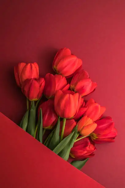 Creative layout made with tulip flowers on bright red  background. Flat lay. Spring minimal concept.