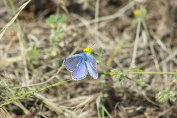 istock Blue butterfly on a plant close-up view with selective focus background 1326555650