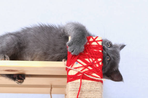 istock A small gray kitten climbs a homemade scratching post made of rope and rack. Sharpens claws, scratches furniture. Cat toys. 1326557760