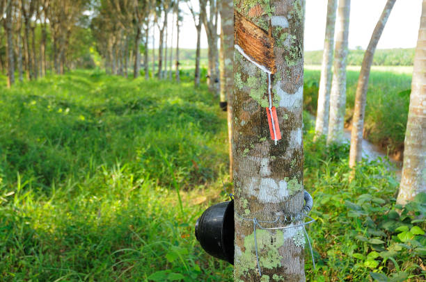 istock Preparations for the new season of rubber tree 1326557928