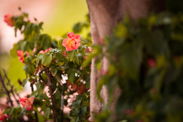 Potted floribunda rose behind a tree. Part of a garden series.