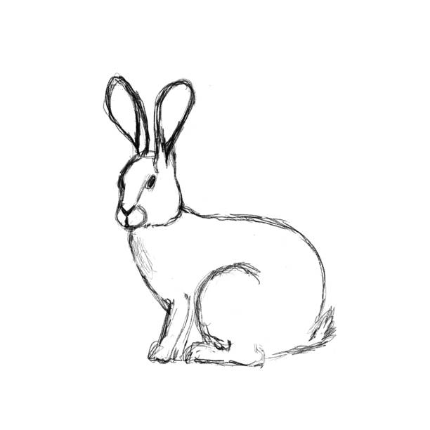 istock Hare on white background. The black and white illustration is done in pencil . 1326558794
