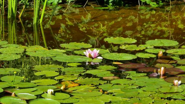 istock Blooming pink water lily in the pond 1326559856