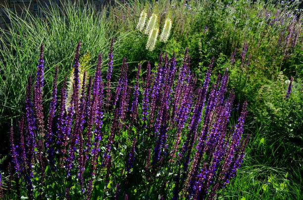istock prairie flower bed with large sage perennials and tall yellow tips that bloom gradually from the bottom up attract butterflies 1326559938