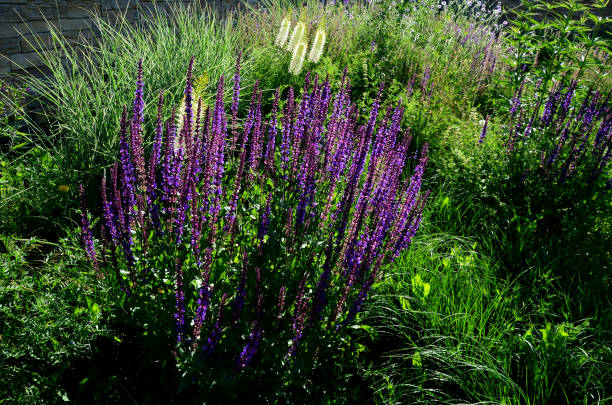 istock prairie flower bed with large sage perennials and tall yellow tips that bloom gradually from the bottom up attract butterflies 1326559987