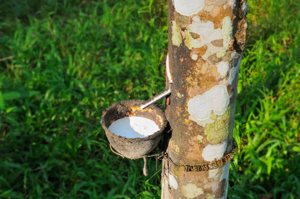 istock rubber tree The early morning is the time gardeners work. 1326560757