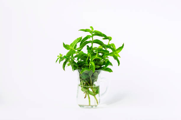 istock Mint leaves in glass cup on white background 1326561003