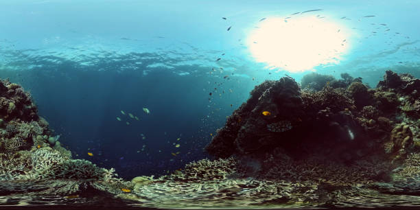 istock Coral reef and tropical fish. Philippines. 360-Degree view 1326563047