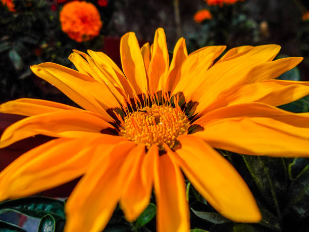 this is photo of flowers in garden during winter season.