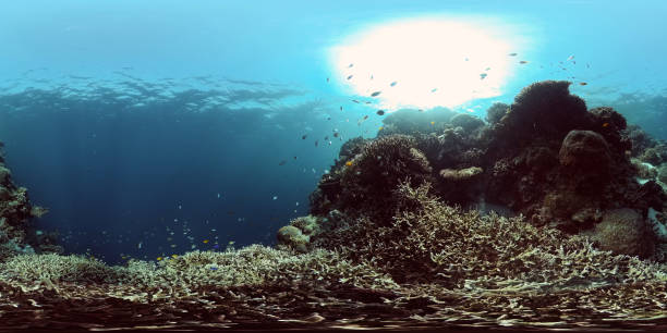 istock Coral reef and tropical fish underwater. Philippines. 360-Degree view 1326563173