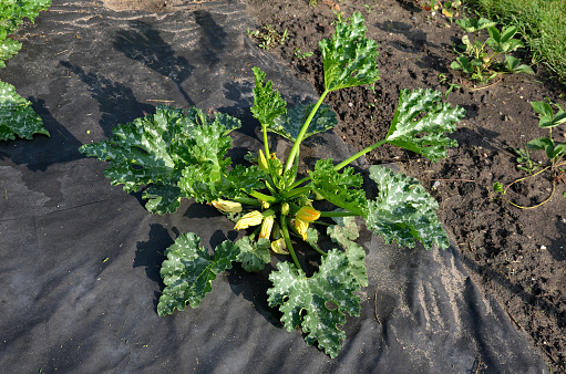 a lot of pumpkin and watermelon plants grow in the vegetable garden, which have a black foil between the rows against excessive evaporation of water also against weeds, cucurbita pepo, netex