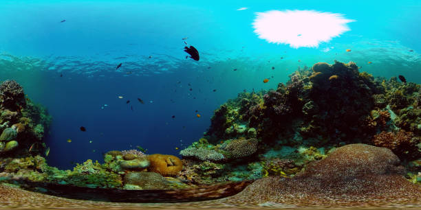 istock Coral reef and tropical fish underwater. Philippines. 360-Degree view 1326563843