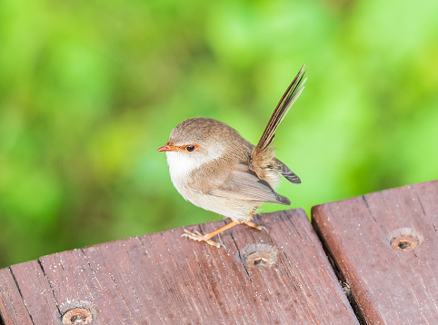 A Fairy-wren on wood at Broulee on the South Coast of NSW, Australia