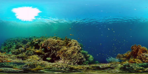 istock Coral reef and tropical fish. Philippines. 360-Degree view 1326563921