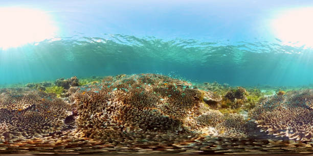 istock Coral reef and tropical fish underwater. Philippines. Virtual Reality 360 1326564051