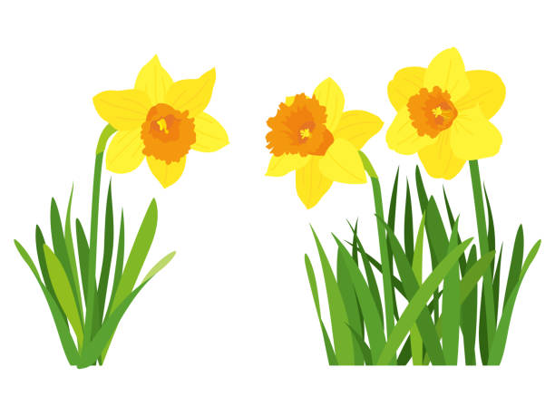 gelbe narzissenblüte. illustration von narzissen. - daffodil stock-grafiken, -clipart, -cartoons und -symbole